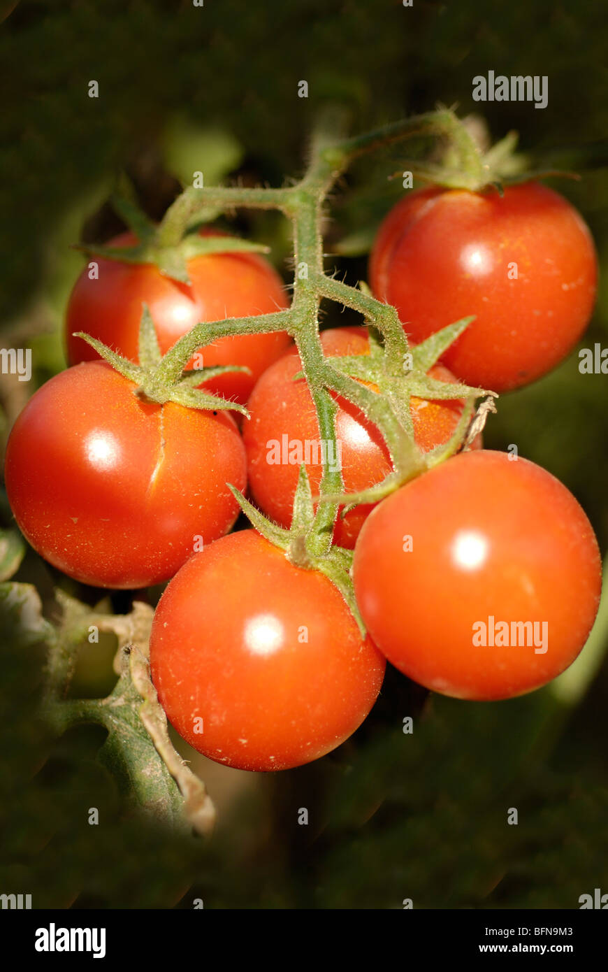 Cherry Tomato (Solanum lycopersicum var. cerasiforme) Stock Photo
