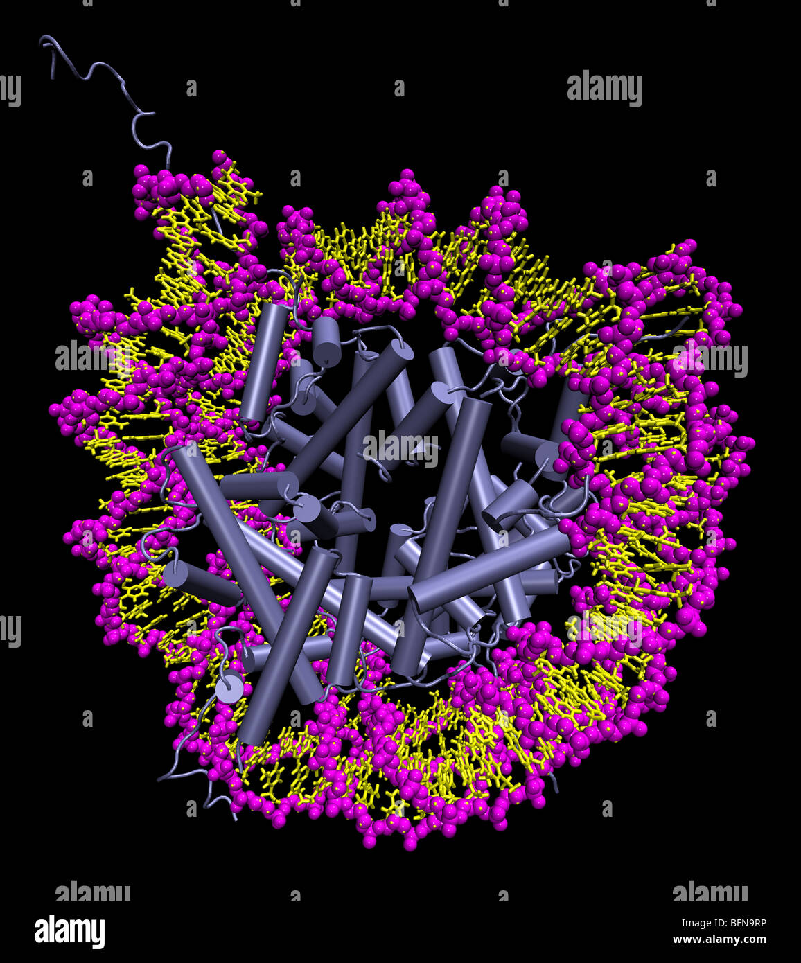 Three-dimensional computer generated model of a 146 base pair long DNA strand as it appears in the nucleosome. Stock Photo