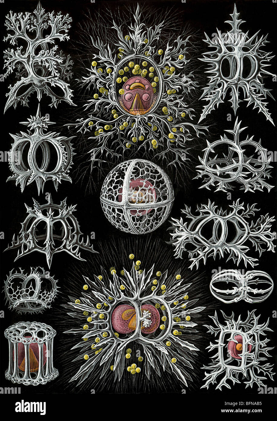 The 71st plate from Ernst Haeckel's Kunstformen der Natur (1904), showing Radiolarians of the order Stephoidea. Stock Photo