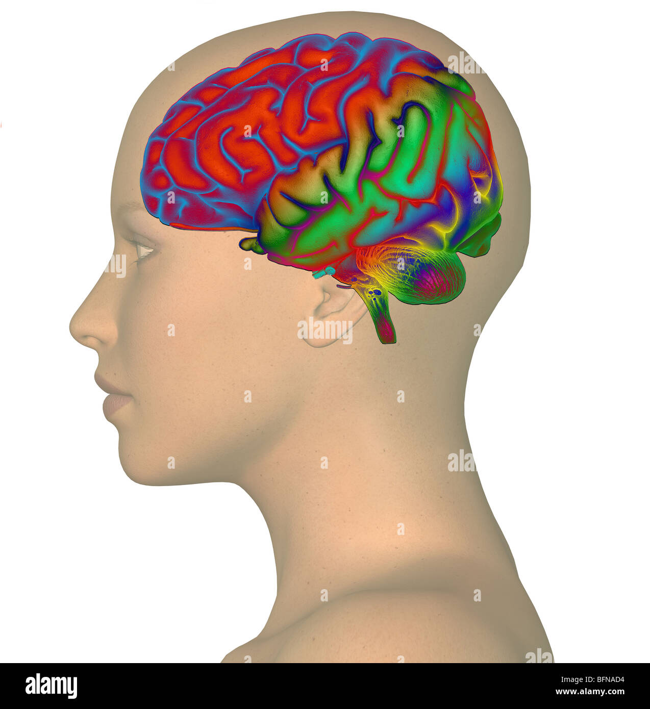 Illustration of a woman's head and brain illustrating the concept of thought Stock Photo