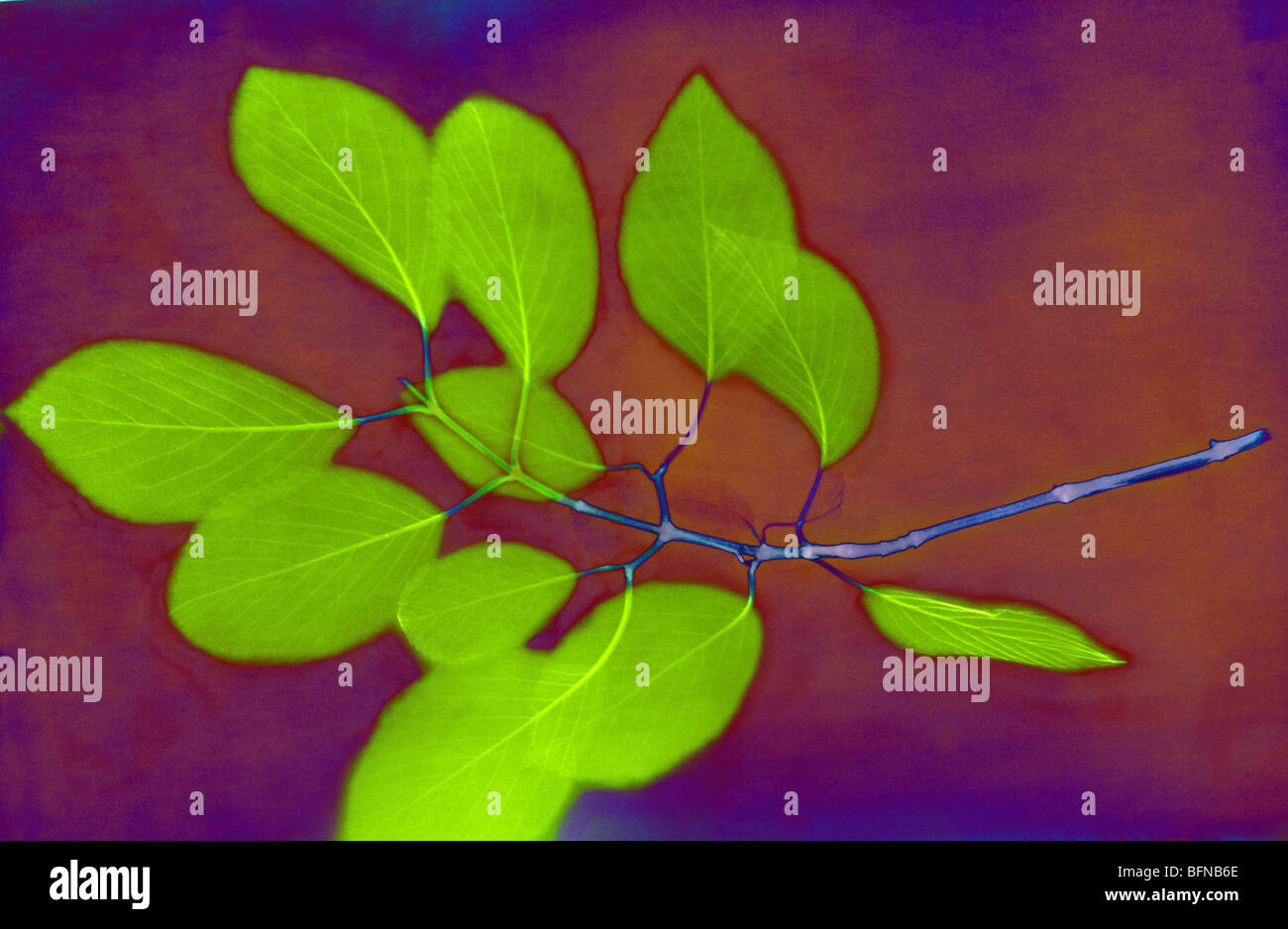 colorized x-ray of a twig with leaves Stock Photo