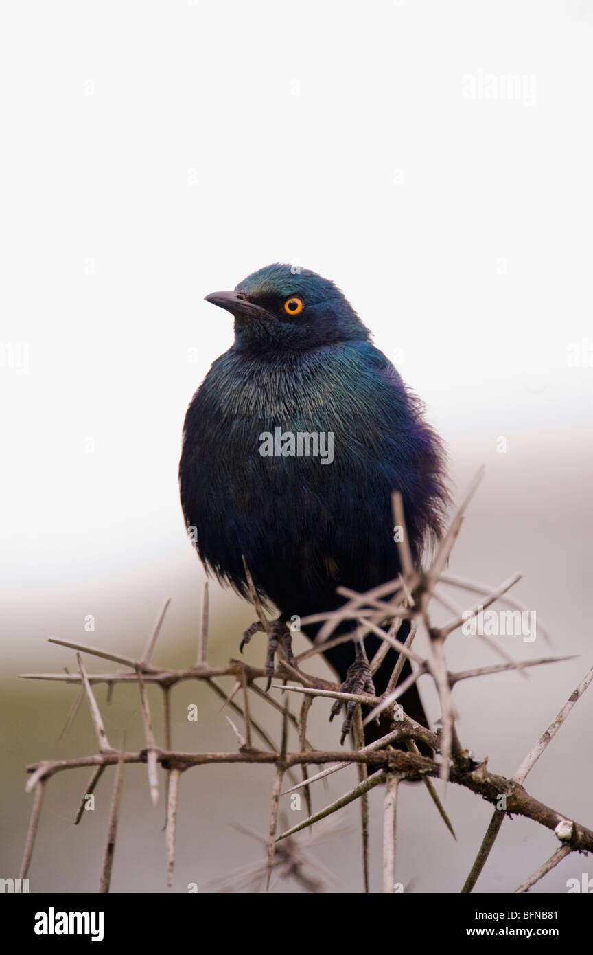 Portrait of a South African Blue Bird Stock Photo
