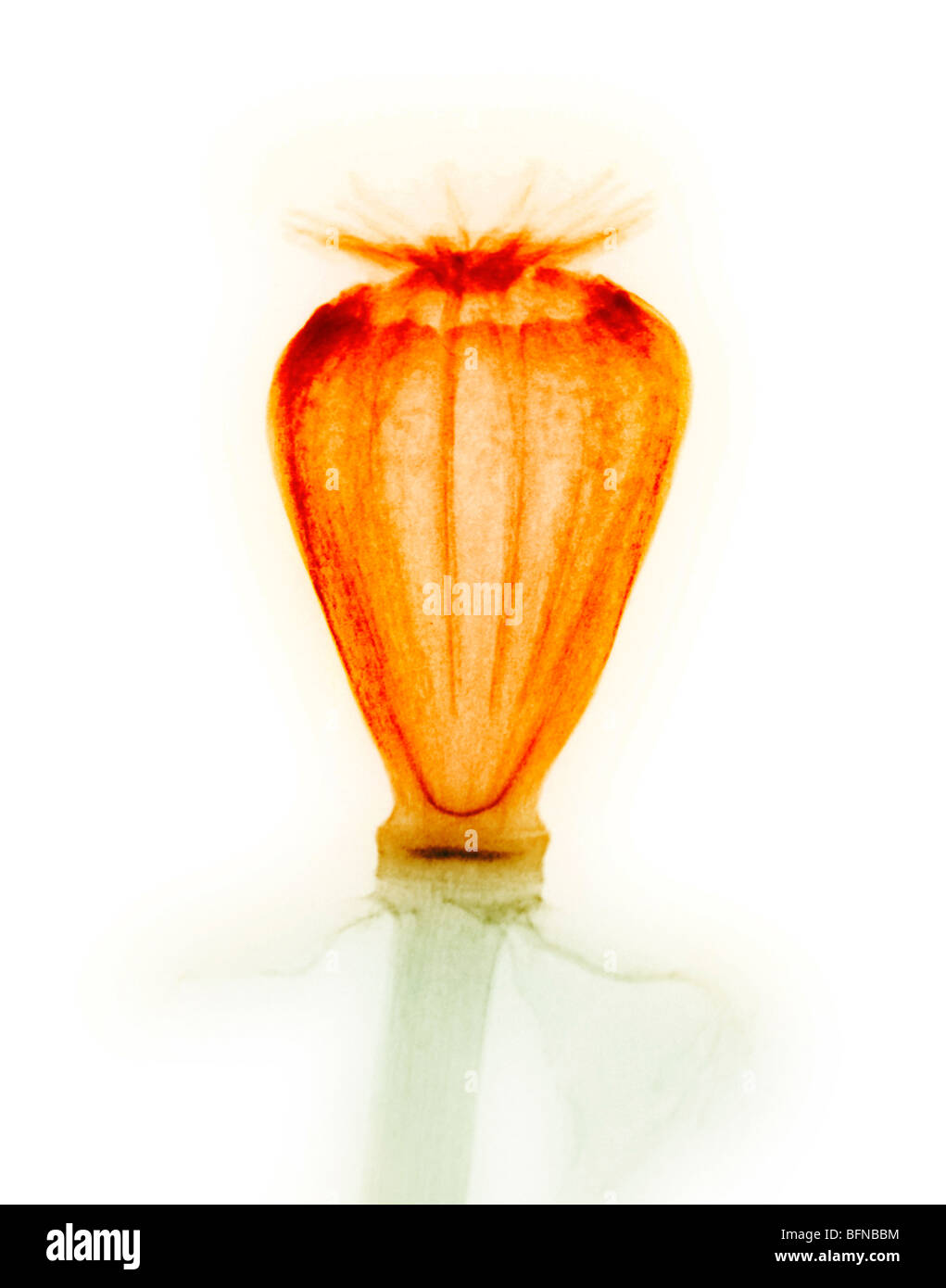 colorized x-ray image of poppy seed capsules Stock Photo
