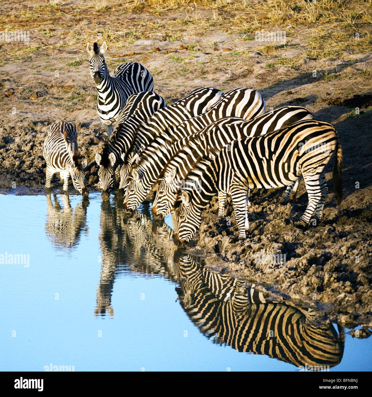 Zebra Herd at the waters Edge Stock Photo