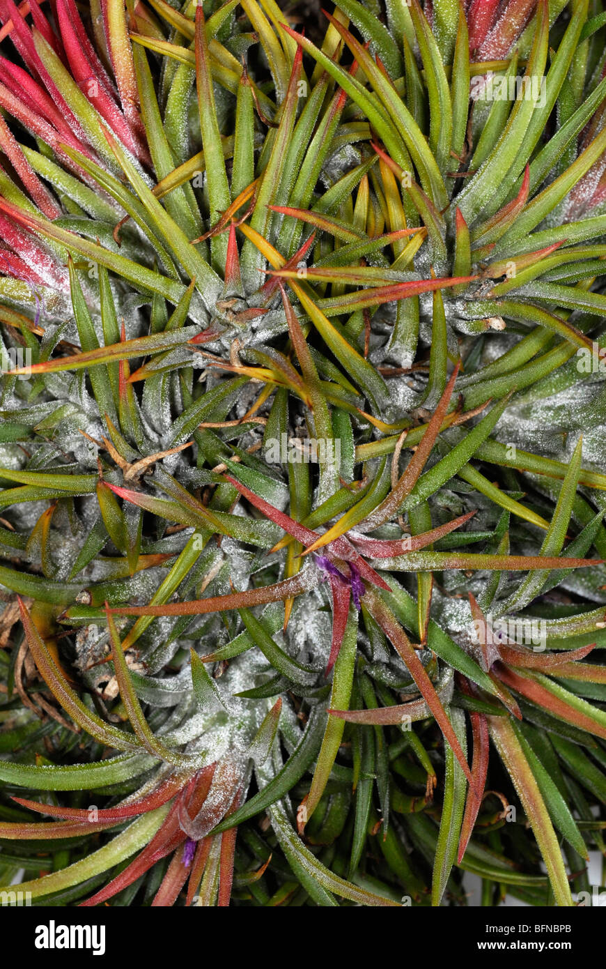 Tillandsia ionantha, a flowering plant in the family Bromeliaceae (the bromeliads) Stock Photo