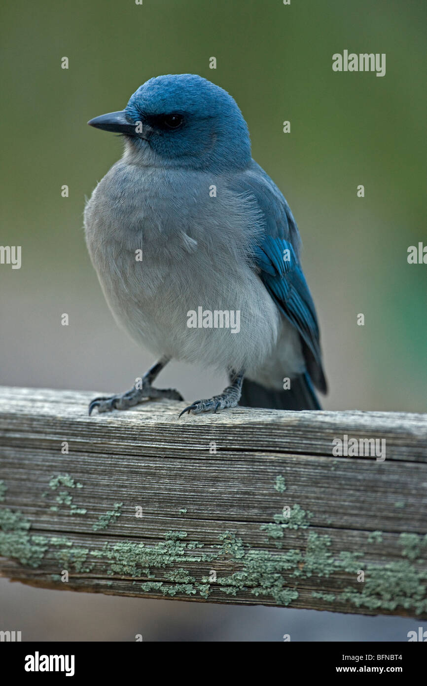 Gray-breasted Jay (Aphelocoma ultramarina) - Arizona - USA - Formerly ...