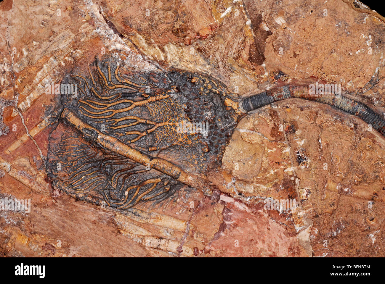 Fossil crinoids, also known as sea lilies or feather-stars, are marine animals Stock Photo