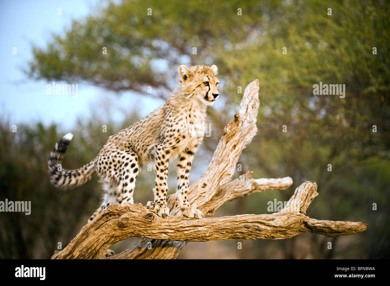 Portrait of a Cheetah Cub in a Tree Stock Photo