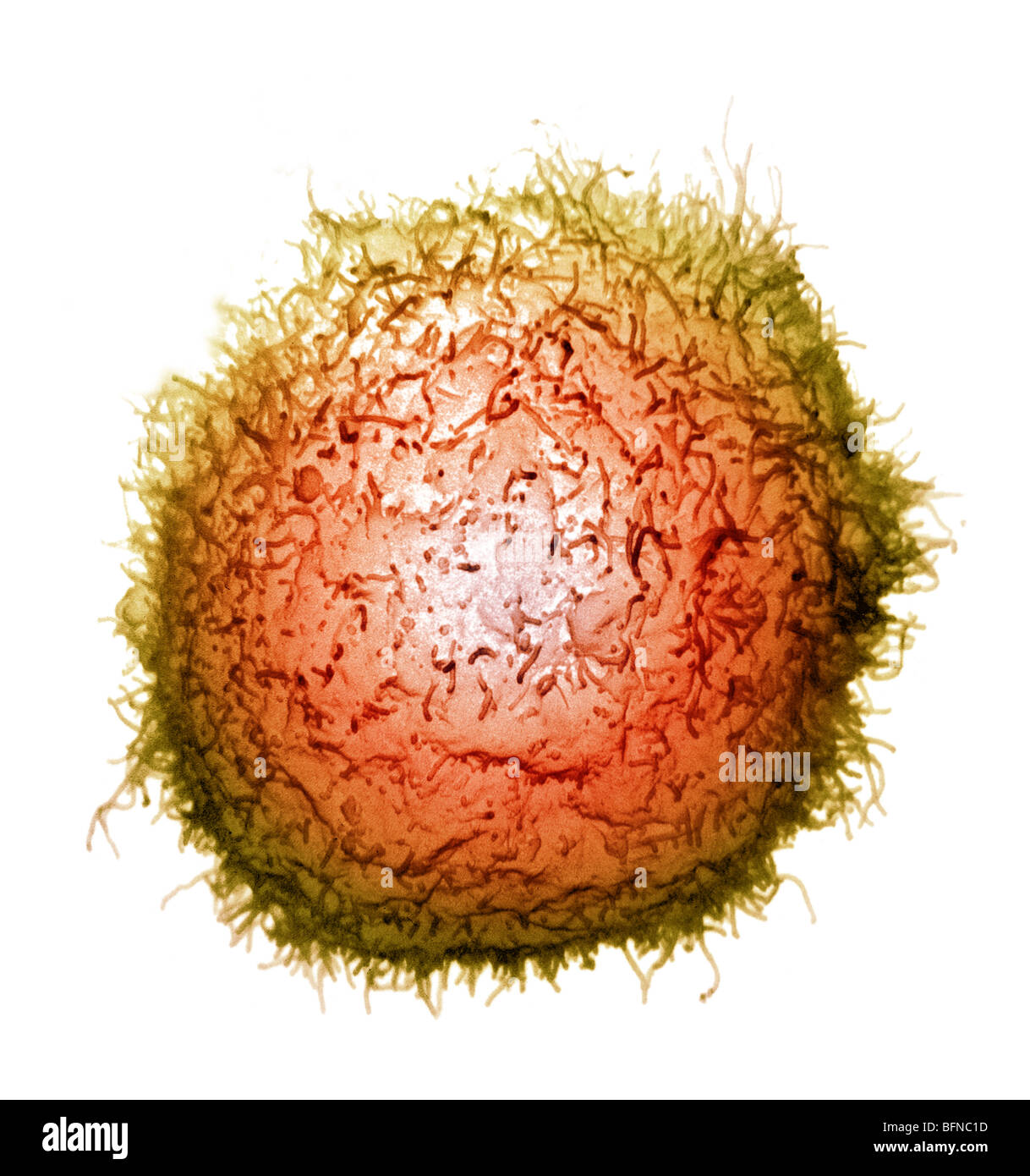 Scanning electron microscope (SEM) image of a human macrophage Stock Photo
