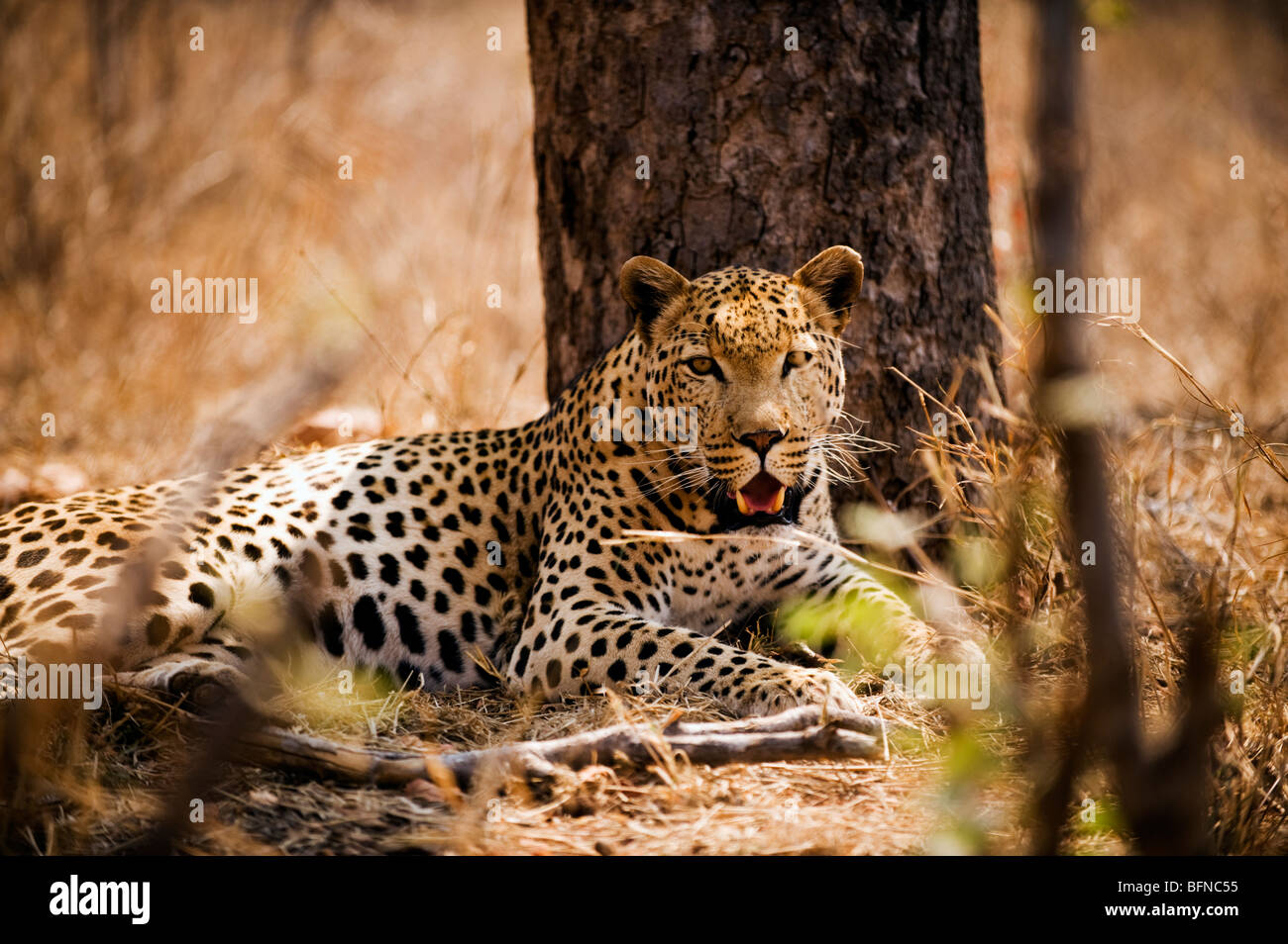 Male Leopard Resting Stock Photo