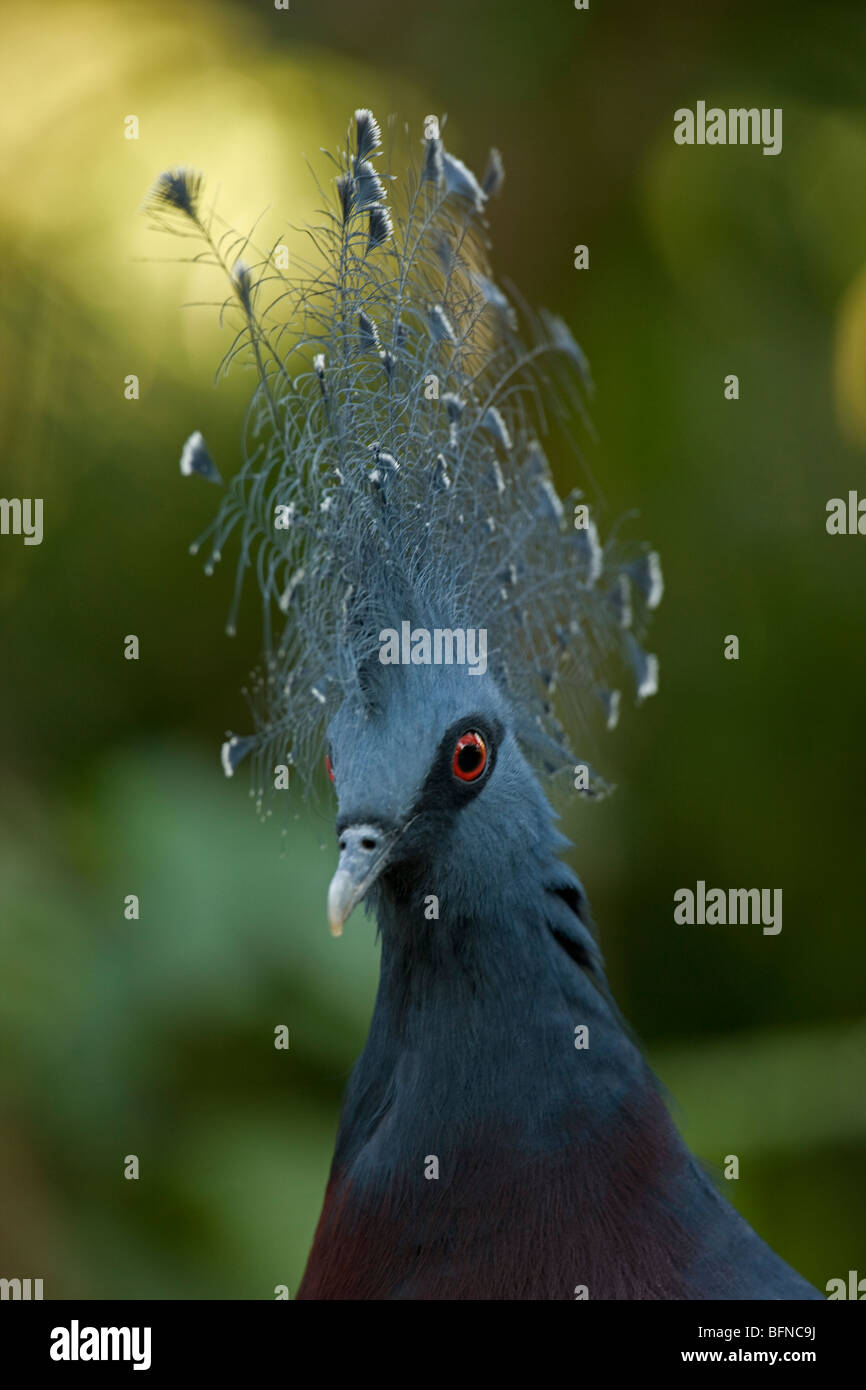 Victoria Crowned Pigeon (Goura victoria) - Native to Northern New Guinea- Captive - Largest living pigeon - IUCN Vulnerable Stock Photo