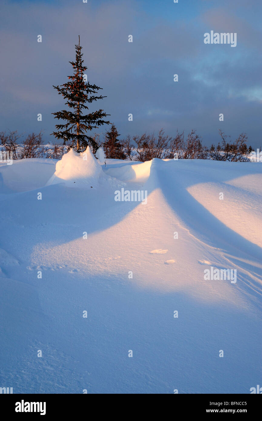 Windsculpted snow and trees near sunset, Churchill, Manitoba, Canada