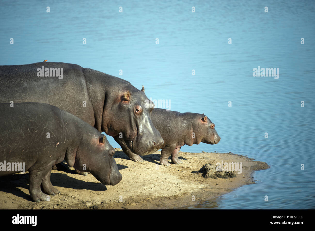 Hippo Family at Lake Stock Photo