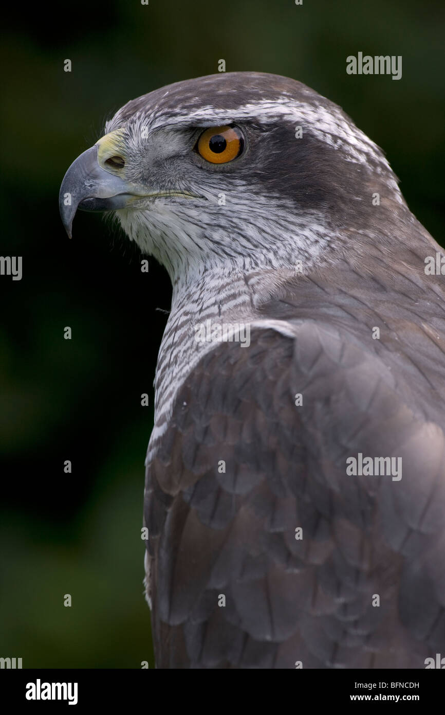 Northern Goshawk (Accipiter gentilis) - Portrait - Captive - Oregon - USA Stock Photo