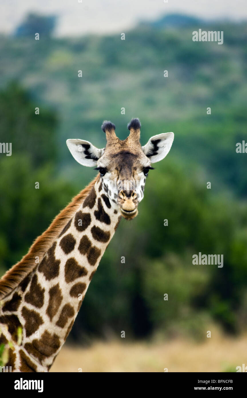 Massai giraffe hi-res stock photography and images - Alamy