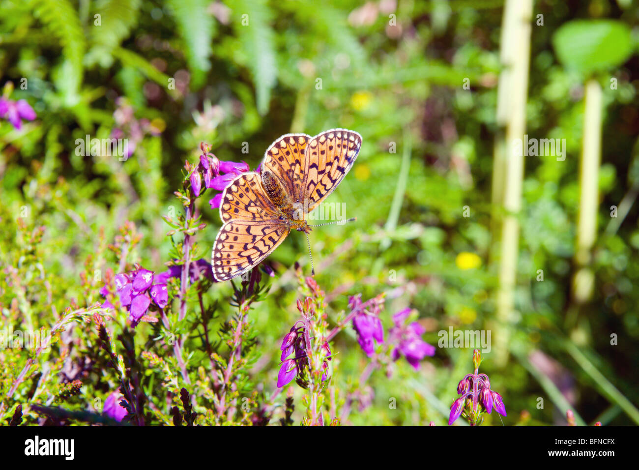 Pearl bordered Fritillary (Boloria euphrosyne) perched on Bell Heather Stock Photo