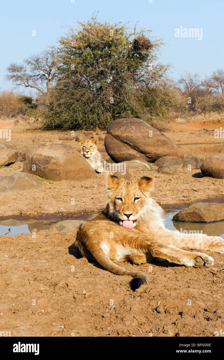 Lions Cubs At Rest Stock Photo