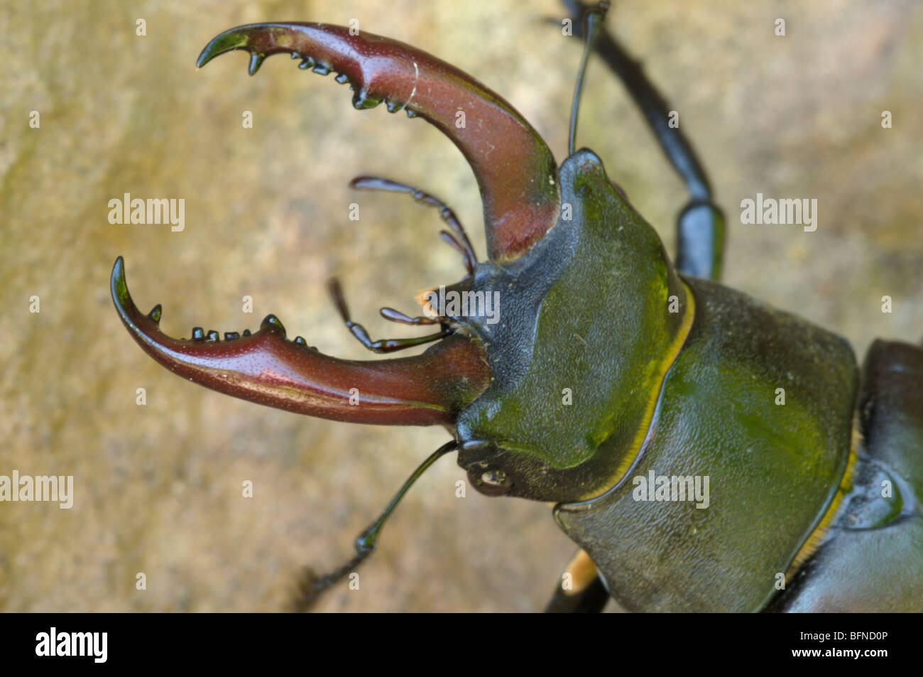 Stag beetle, Lucanus cervus, male, close-up of mandibles or horns on male, UK. June. Stock Photo