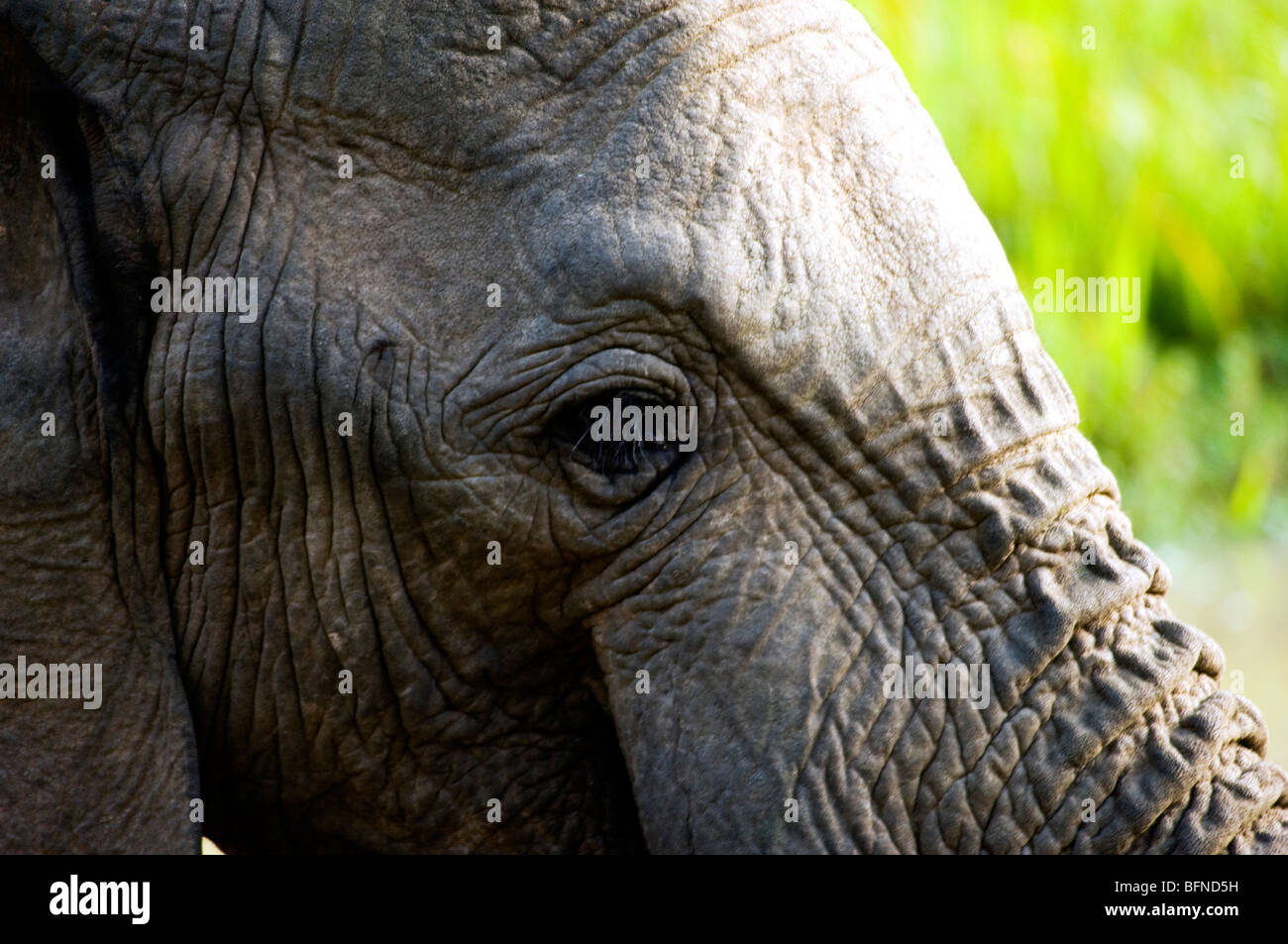 Lash hi-res stock photography and images - Page 7 - Alamy