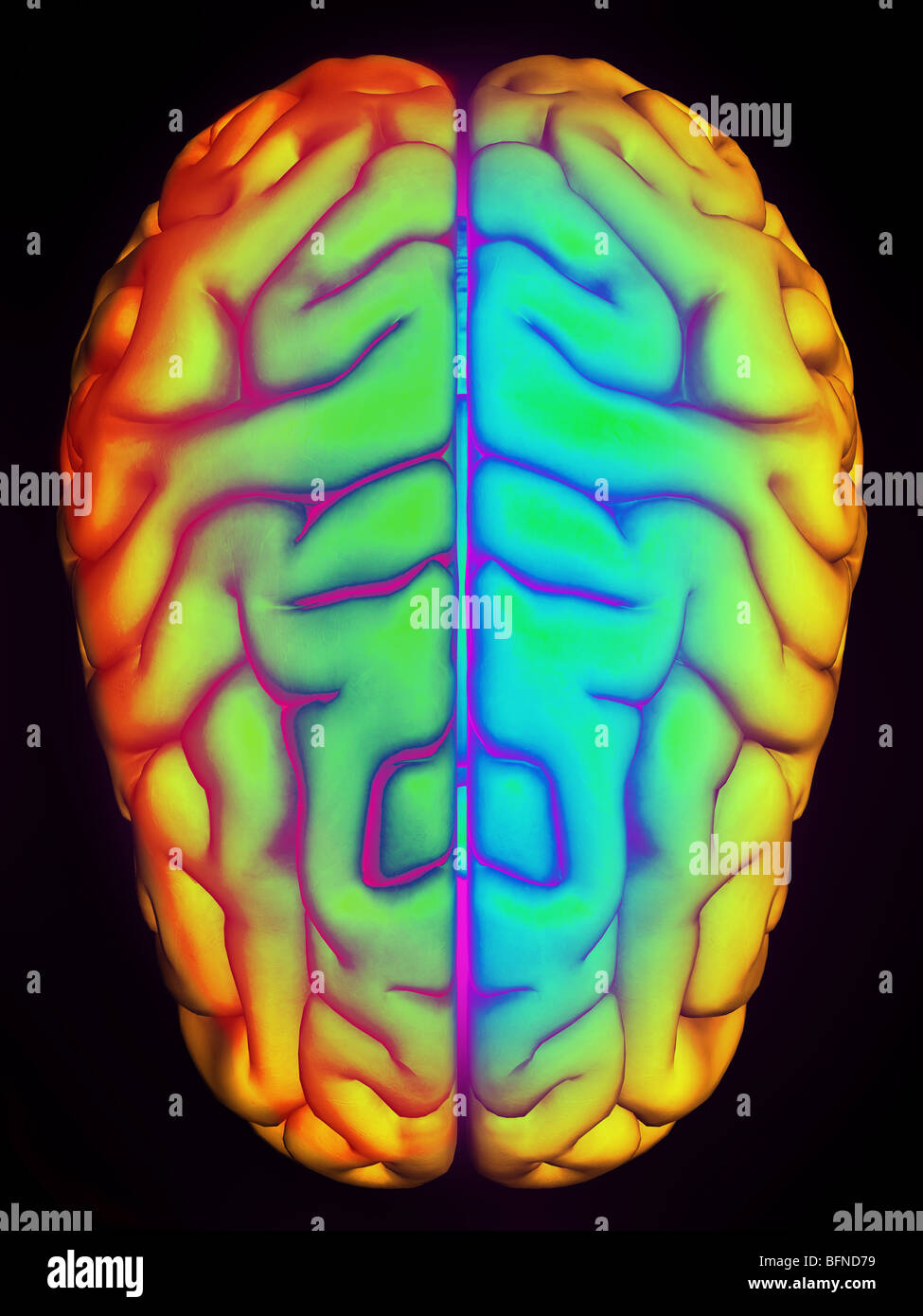 Illustration of the human brain seen from above Stock Photo