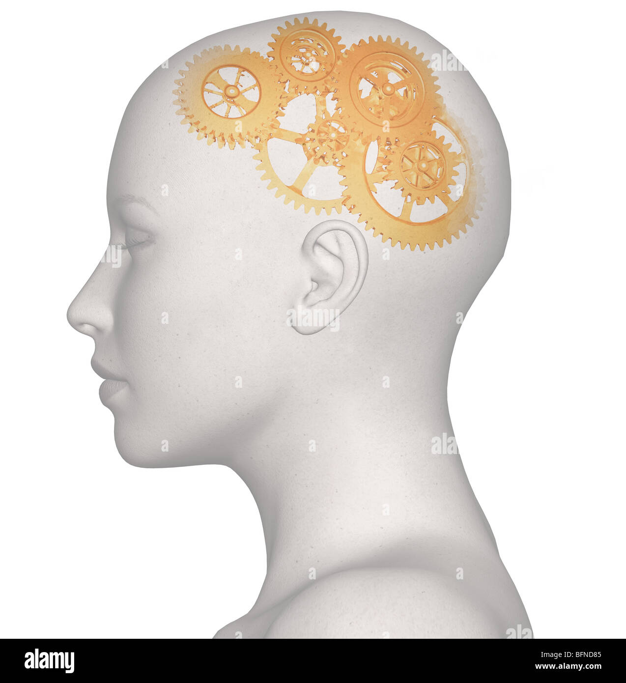 Illustration of a woman's head and brain illustrating the concept of thought Stock Photo