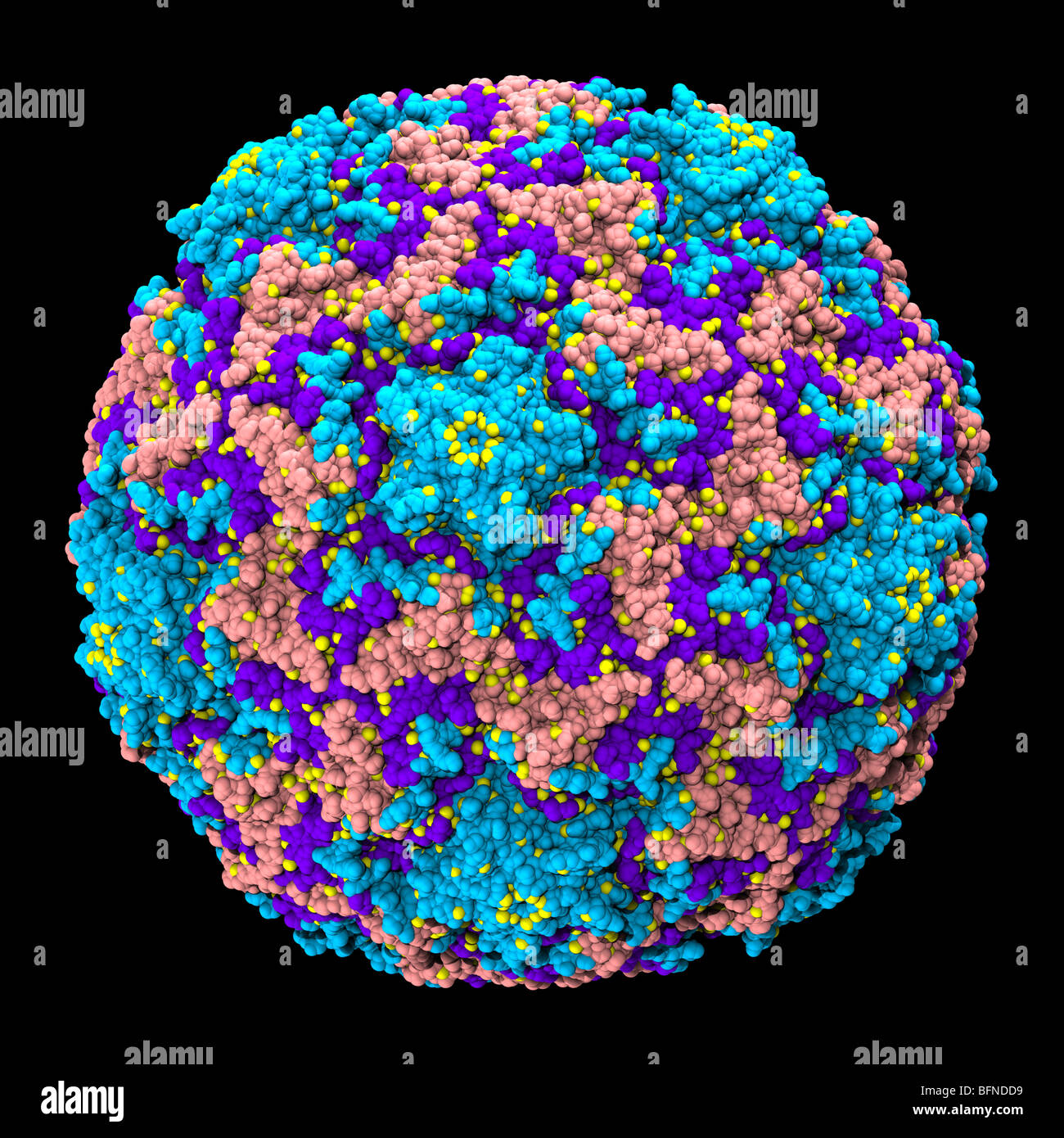 Human rhinovirus capsid.  Three dimensional computer generated model based upon the experimentally determined atomic structure Stock Photo