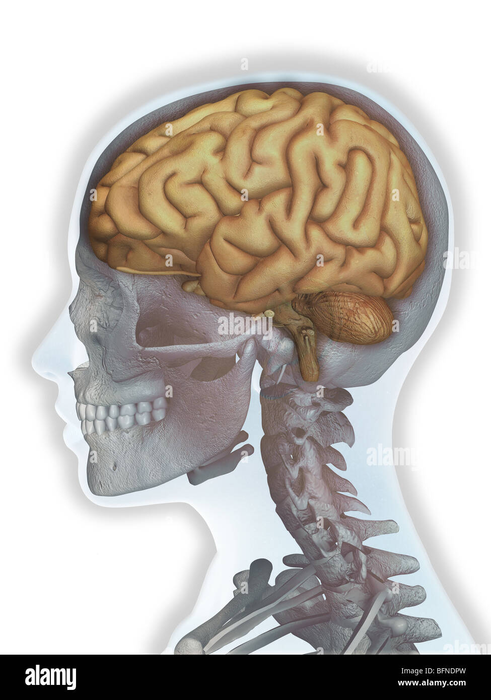 Illustration of the human brain superimposed over a female head Stock Photo
