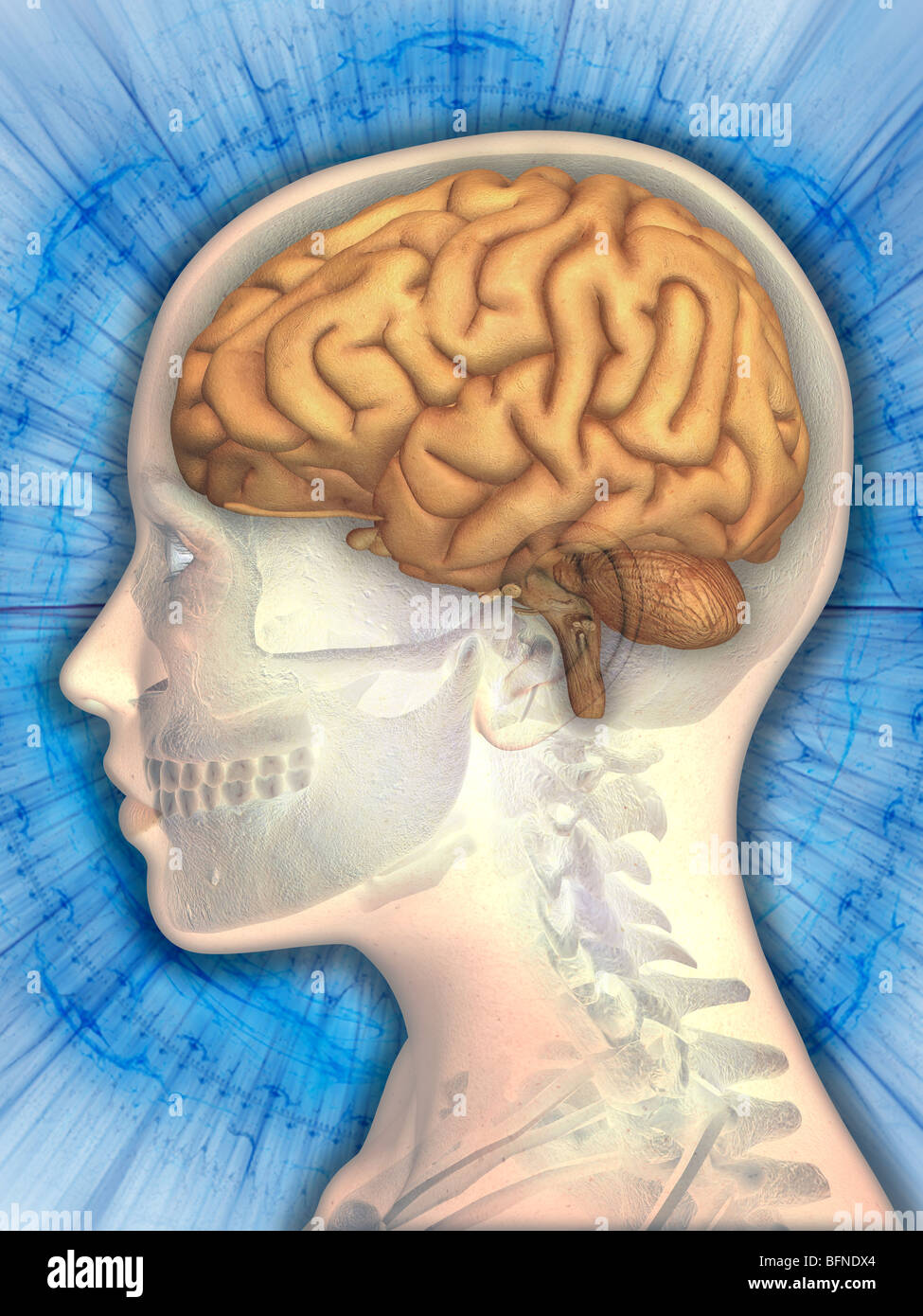Illustration of the human brain superimposed over a female head Stock Photo
