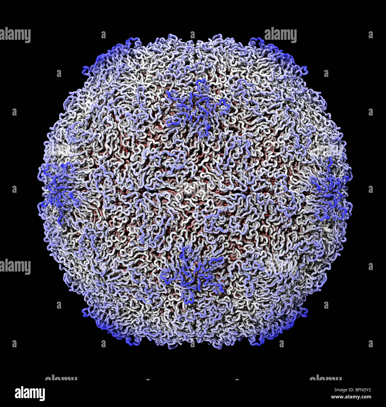 Human rhinovirus capsid structure. Three dimensional computer generated model based upon the experimentally determined data Stock Photo