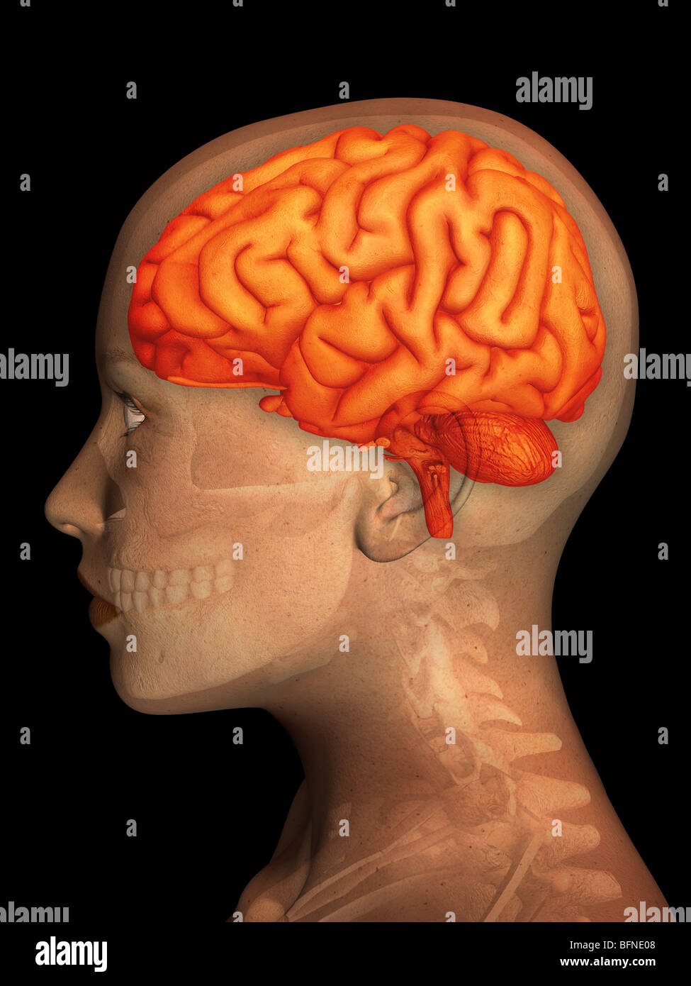 Illustration of the human brain superimposed over a female head Stock Photo