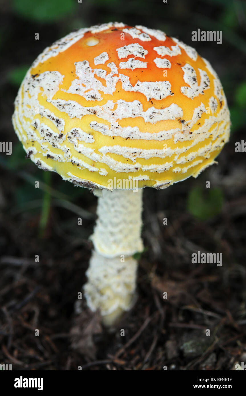 Toxic Amanita muscaria mushroom Stock Photo