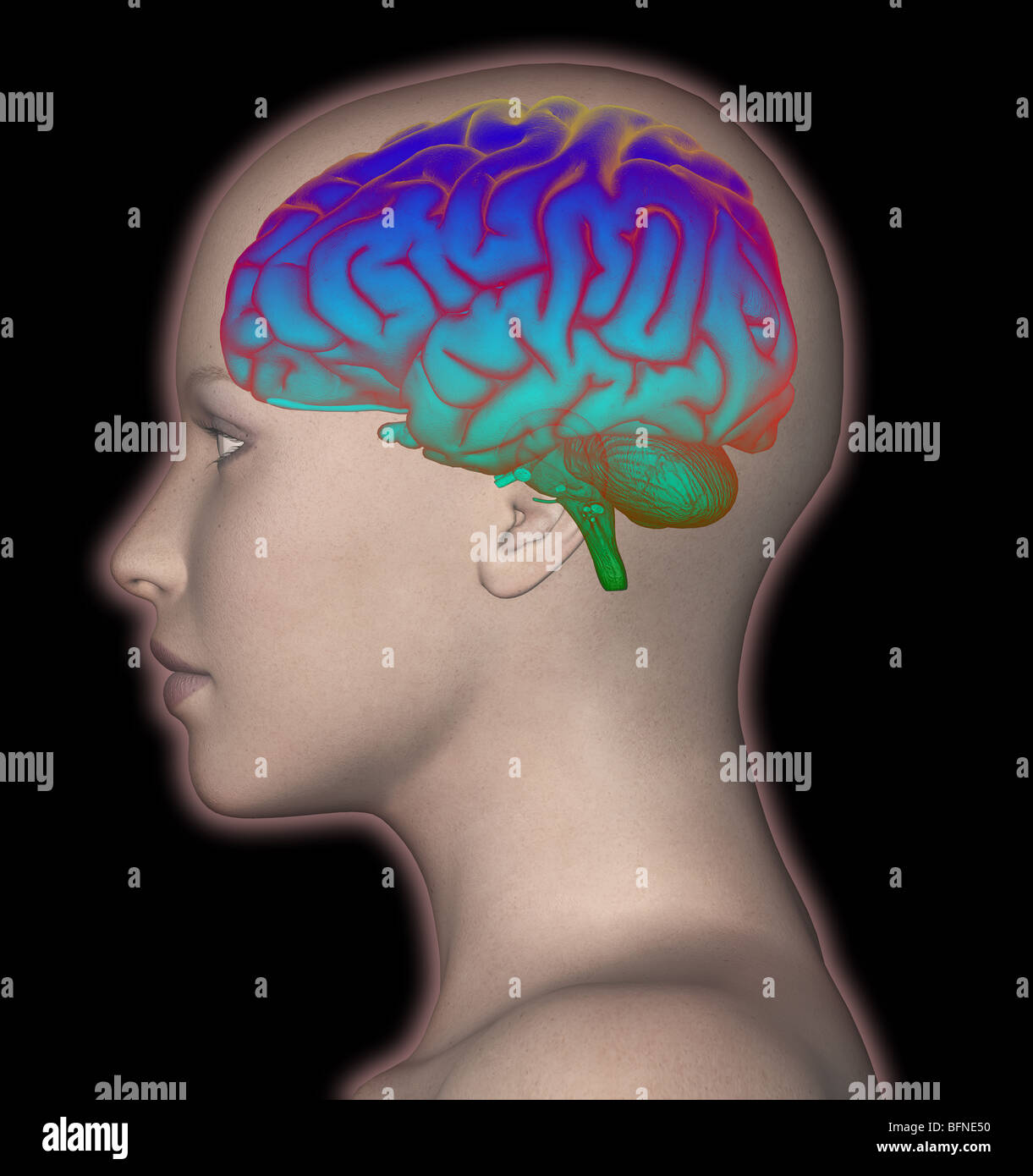 Illustration of the human brain shown in lateral view superimposed on a female head Stock Photo