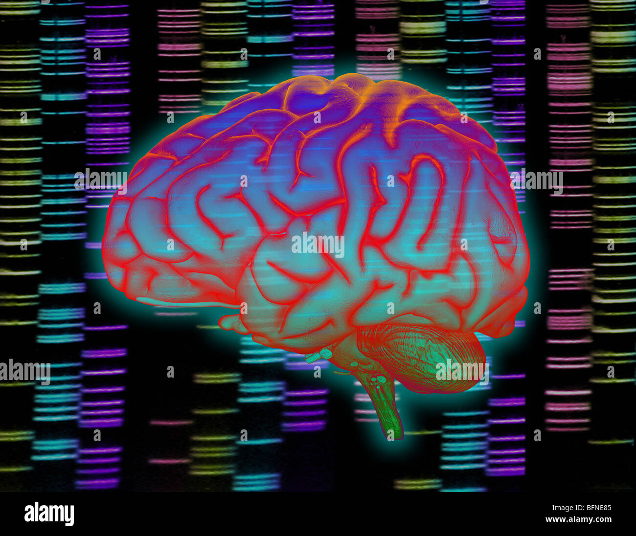 Human brain superimposed over a DNA sequencing gel Stock Photo