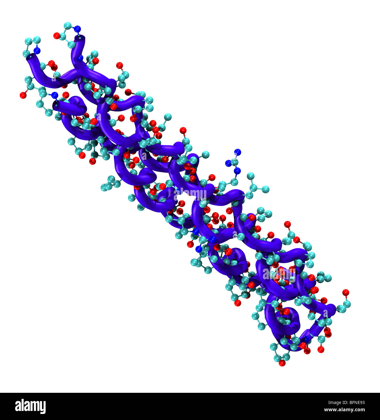 three-dimensional computer generated model of collagen, the main protein in the connective tissue of animals Stock Photo
