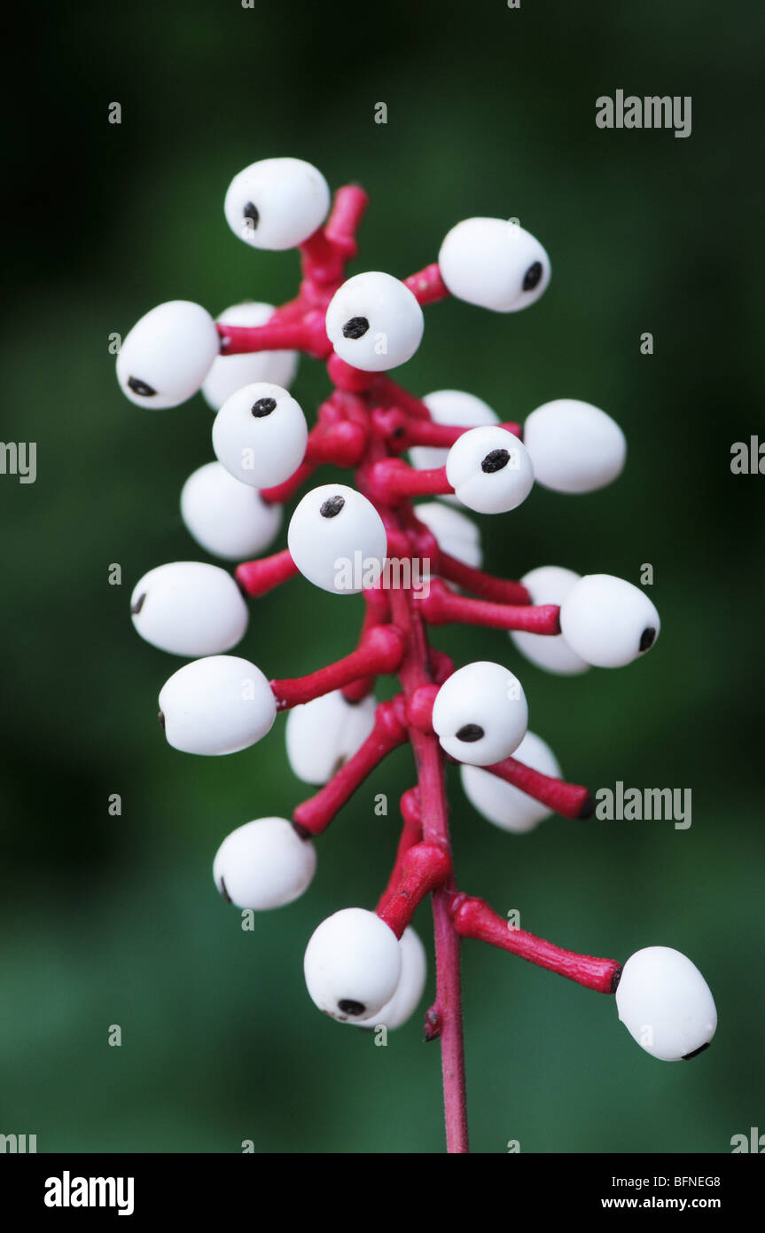 Berries of Actaea pachypoda (Doll's-eyes, White Baneberry), a flowering plant in the family Ranunculaceae Stock Photo
