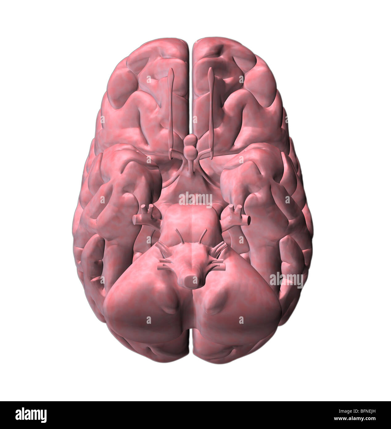 Illustration of the underside of the human brain Stock Photo