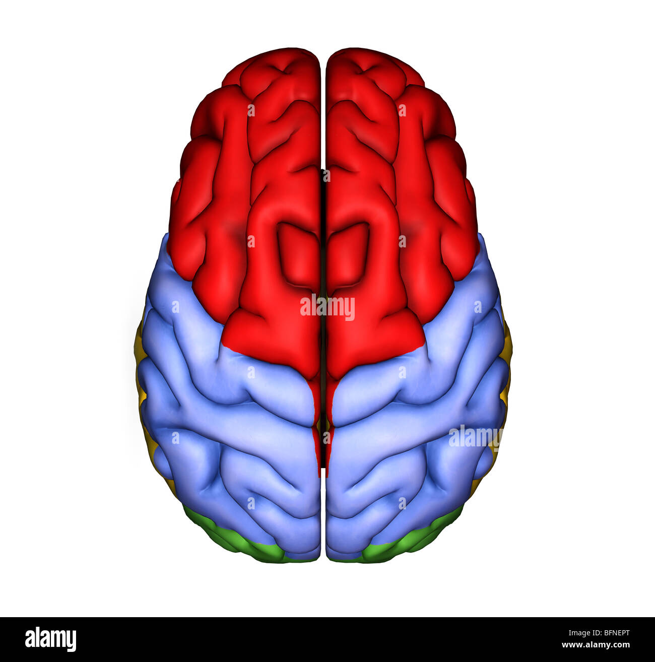 Illustration of the surface of the human brain seen from above Stock Photo