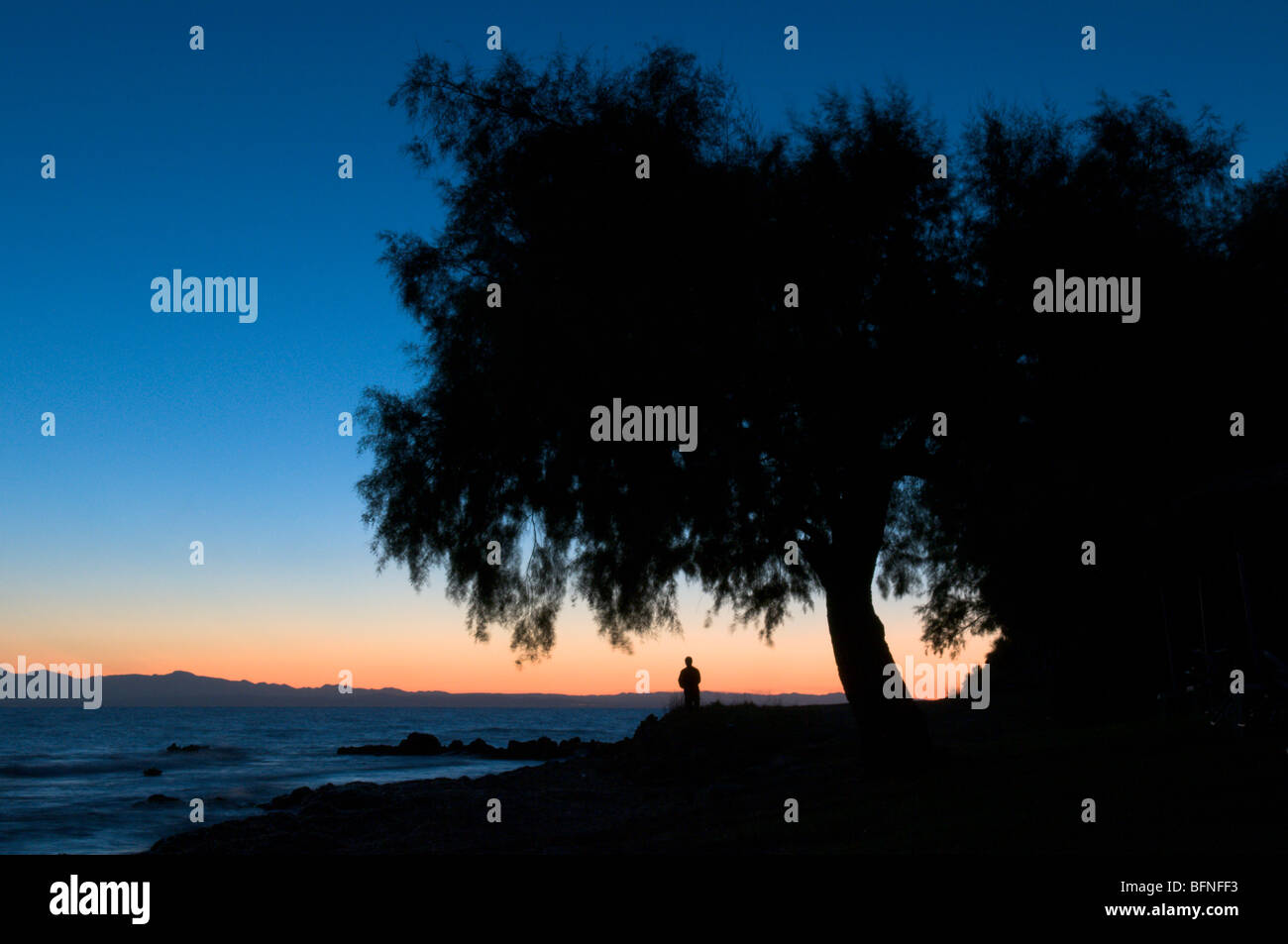 Greece. Zakynthos. Zante. Greek island. October. Tamarisk tree (Tamarix) on the beach at dawn, sunrise. Kaminia on south-east peninsula. Stock Photo