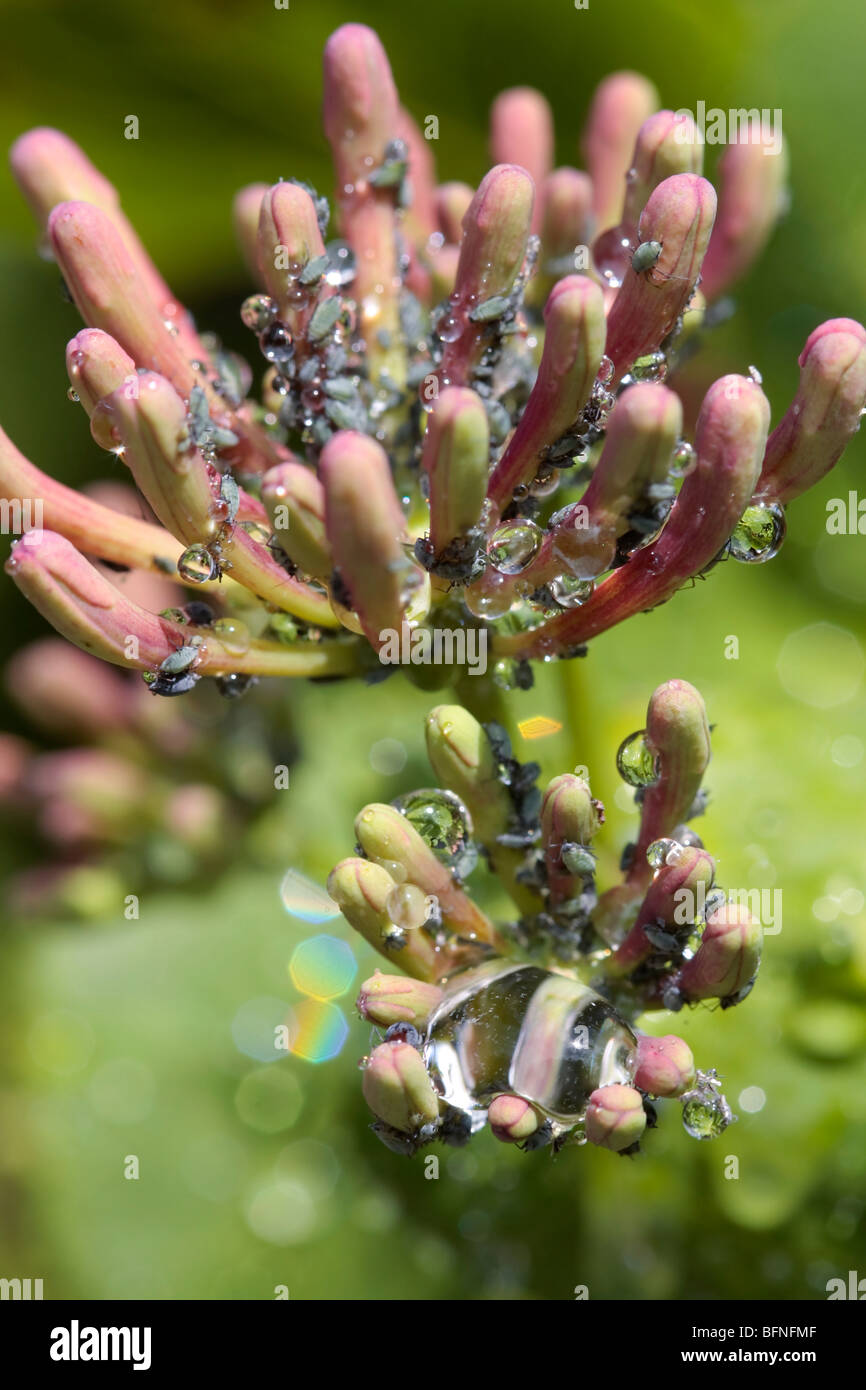 Flower blooms coveredwith aphid bugs Stock Photo Alamy