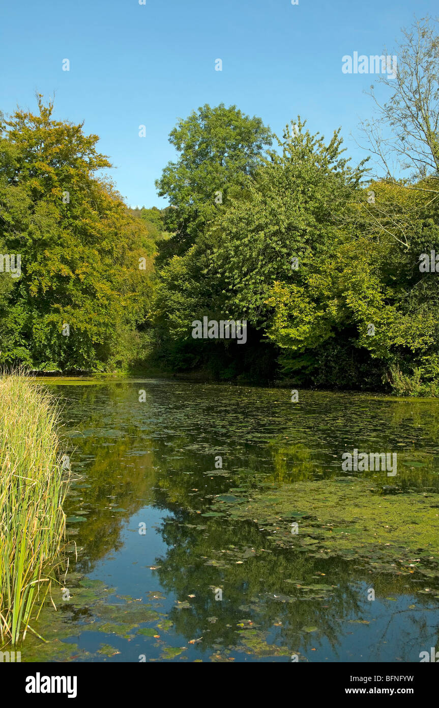 Surrey Hills Pond Stock Photo