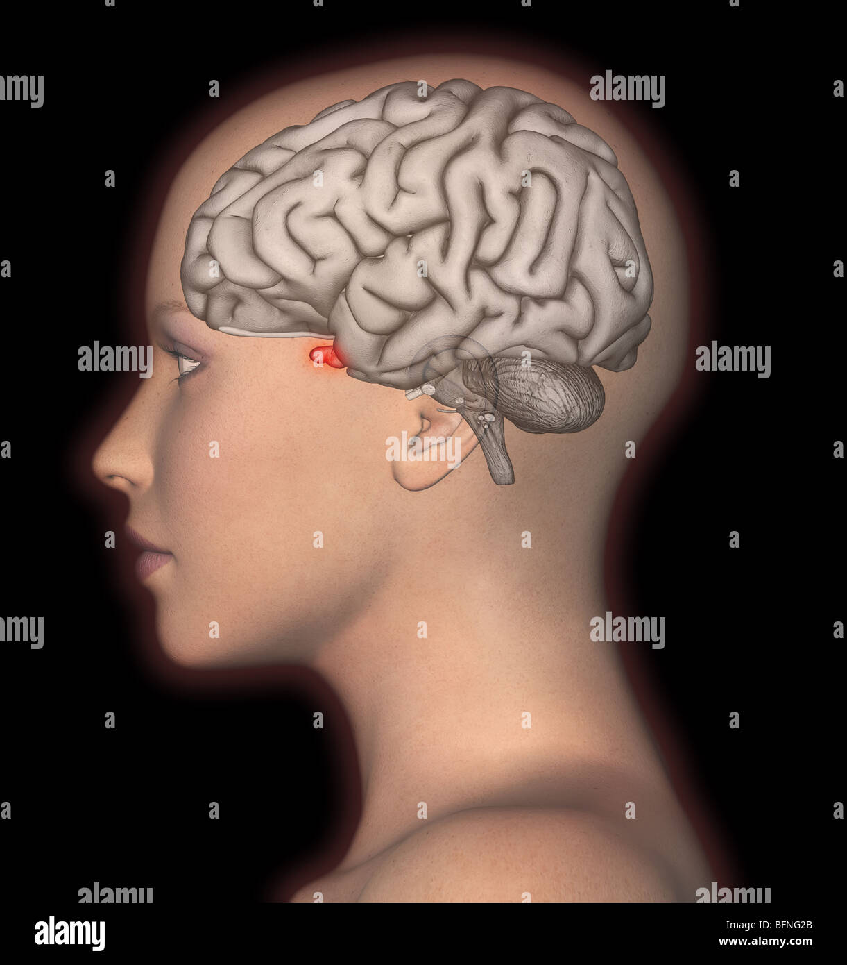 Illustration of the human brain shown in lateral view superimposed on a female head Stock Photo