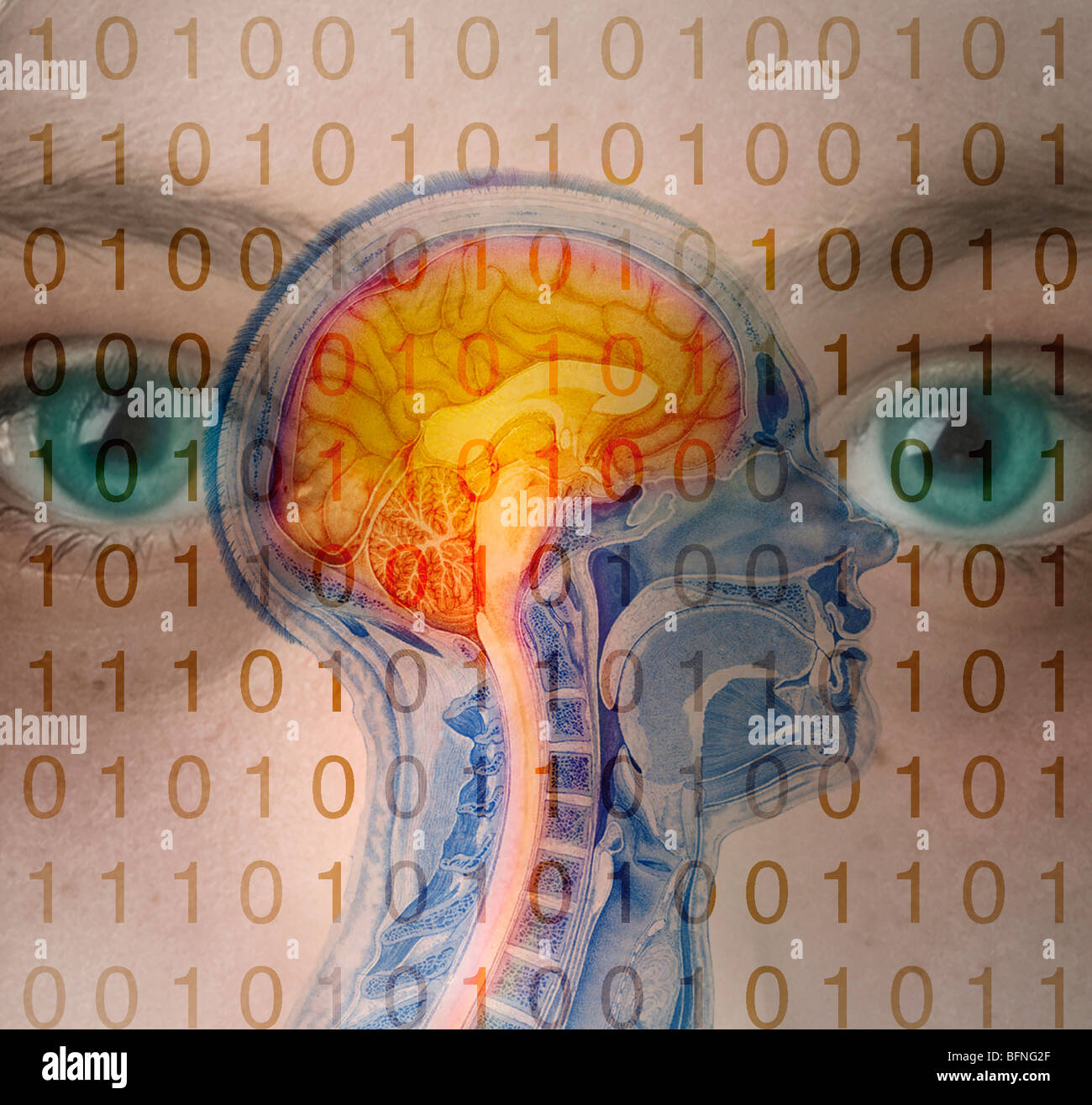 Sagittal Section Of The Human Brain High Resolution Stock Photography ...