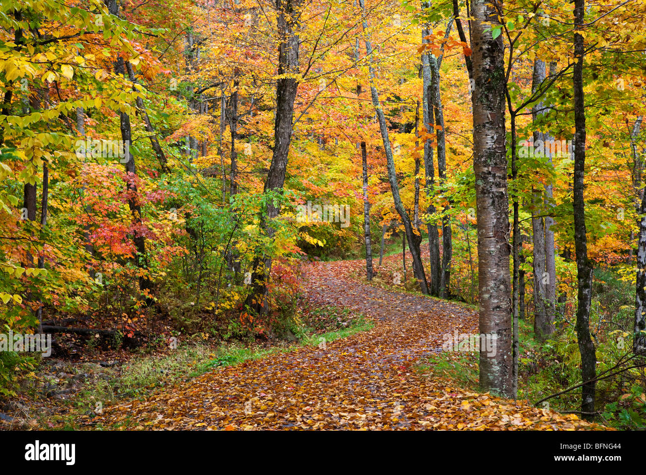 Autumn in the Forests of Quebec, Canada Stock Photo - Alamy