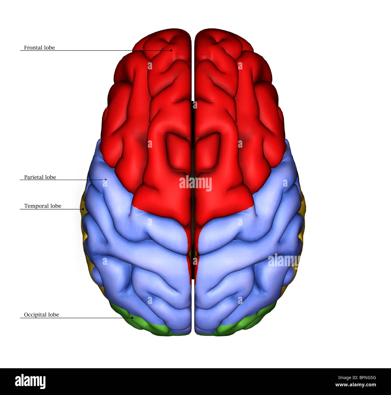 Illustration of the surface of the human brain seen from above Stock Photo