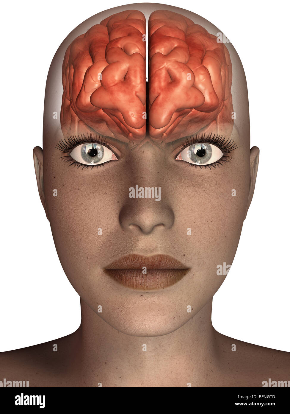illustration of the human brain seen within a transparent head Stock Photo