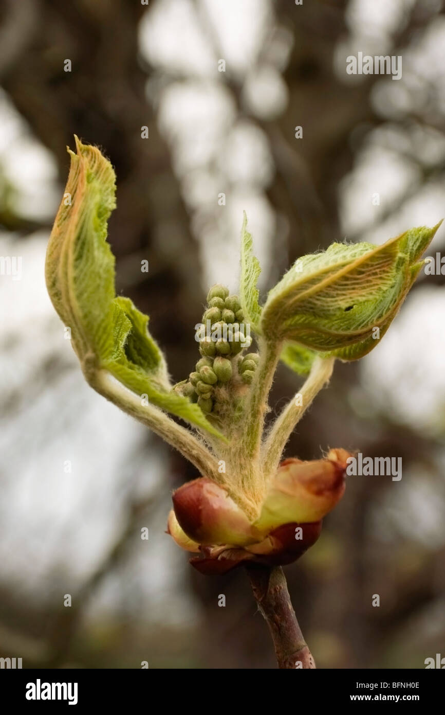 Buds horse chestnut tree hires stock photography and images Alamy