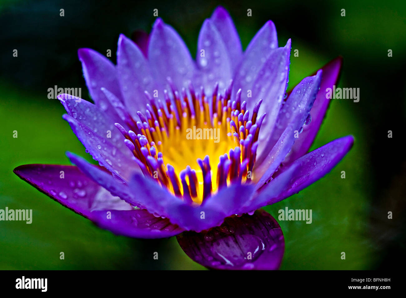 Purple Lotus Flower Stock Photo