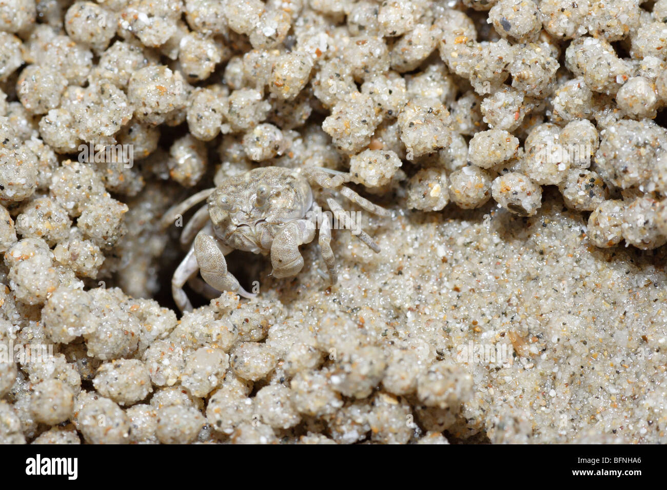 Sand bubbler crab surrounded by sand balls Stock Photo Alamy