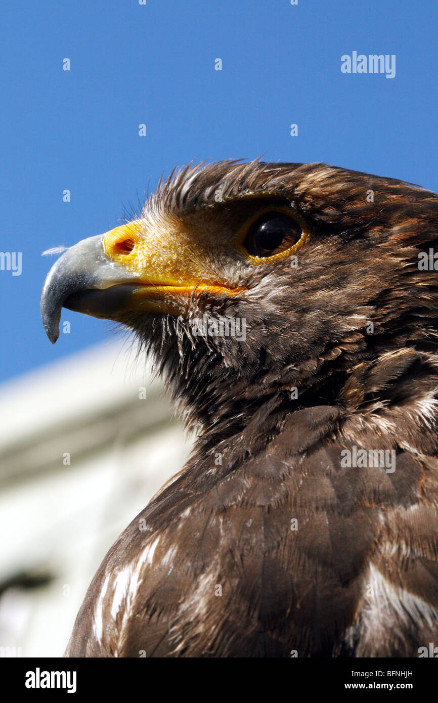 Harris Hawk Parabuteo unicinctus Family Accipitridae  a raptor or bird of prey Stock Photo