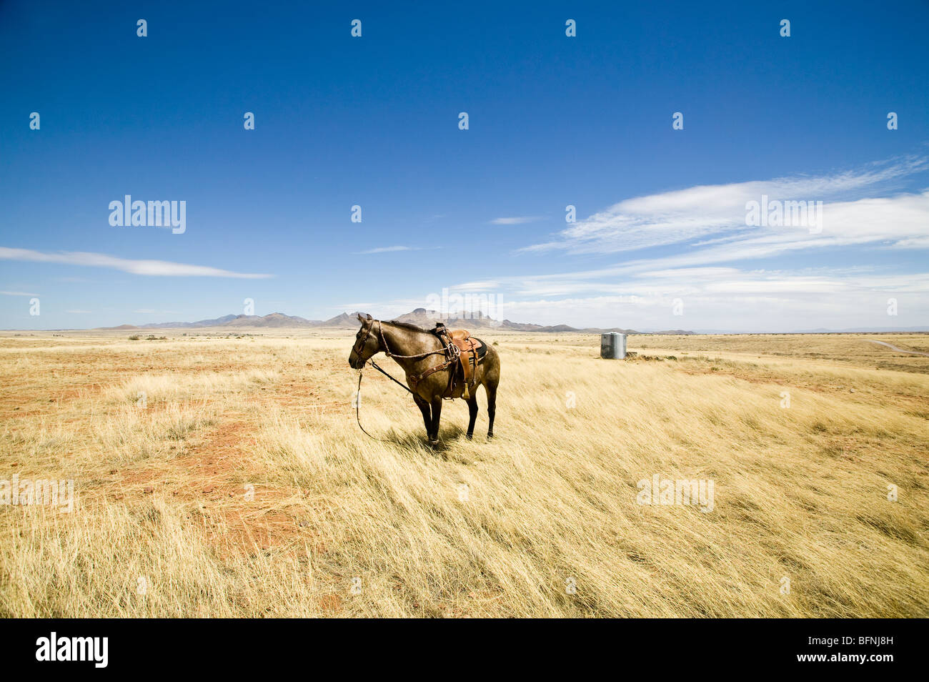 A riderless horse stands alone in an open range. Stock Photo